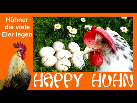 , title : 'E6 Zwanzig Hühnerrassen mit guter Legeleistung - HAPPY HUHN - Hühner die viele Eier legen Legehuhn'