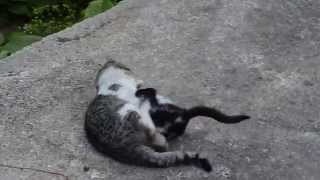 preview picture of video 'macukalı hasan : oyuncu kediler..karacakaya köyü sürmene trabzon'
