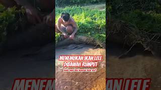 Download lagu Found a catfish under the river grass #fish #catfish #cute mp3 Download lagu Found a catfish under the river grass #fish #catfish #cute mp3