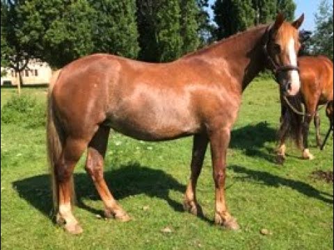 Gaïa des Morins, ponette PFS née en 2016 par Dyffrynaled Gari Tryfan