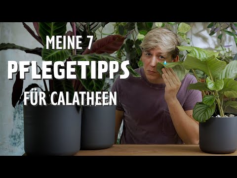 The 7 BEST care tips for your Calathea / Goeppertia 🪴