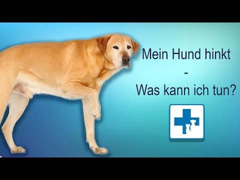 Wie mit dem schrecklichen Schmerz im Hüftgelenk helfen Schmerzen im Unterkiefer gibt den Hals und hinter dem Ohr
