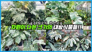 말이 안나오는 식물들의 크기와 상태 ㅋㅋ 태국 식물고수의 천연비료 추천까지!!