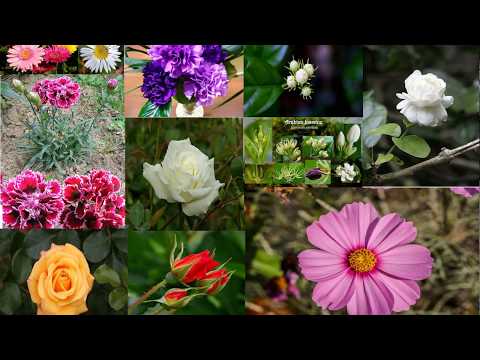 Api Preethi Wemu - V P  Leelawathi, Juliyana, Mercy & Rosalin අපි ප්රීතිවෙමූ - වී.පී. ලීලාවතී