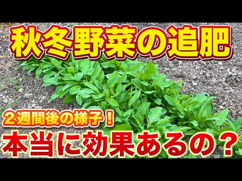 キョウチクトウ豆の切り方 露地ポット
