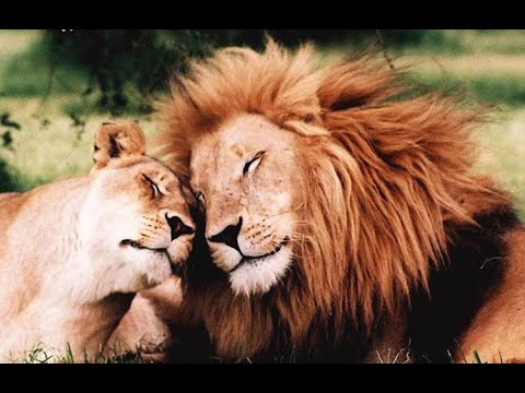 Carl Sagan on the conceit that only humans are conscious