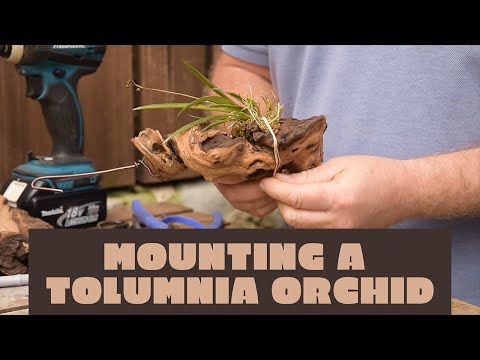 How to mount Tolumnia orchids