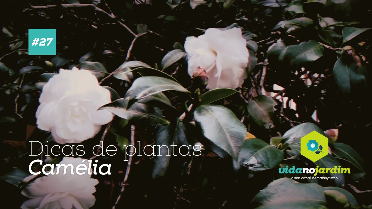 Dicas de plantas - Camélia #27