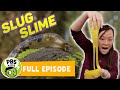 Mega Wow How To Make Slug Slime PBS KIDS