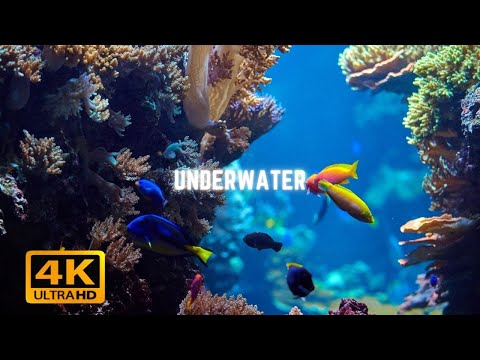 Vita nell'oceano 4k- Straordinari colori 4k HDR dell'oceano