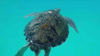 The Wonders of Turtles