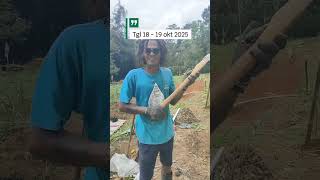 Download lagu 🔴October 18-19, 2025! Construction of the Underaning Bawono Gapuraning Sariengat Hall. By Kadhang... mp3