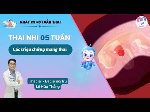Thai 5 tuần: Các triệu chứng mang thai - Sự phát triển của thai nhi tuần thứ 5 - Bs.