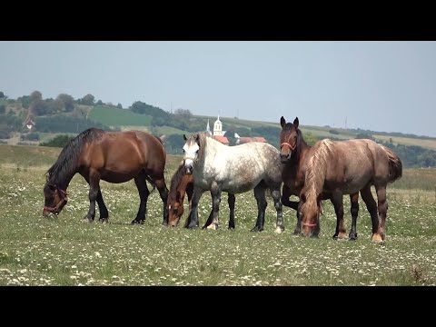 Caii lui Mihai de la Sinlazar, Bihor - 2020 Nou!!!