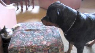 Cat vs Rottweiler Dog Part 1/2