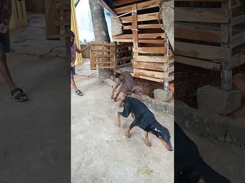 Doberman dog food time