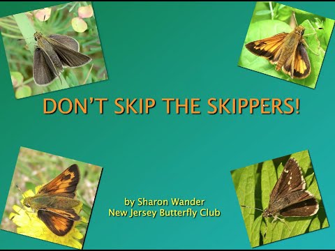 Don't Skip the Skippers: Part 1 - New Jersey Butterfly Club April 2021 Meeting
