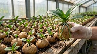 Just potato! Orchids grow extremely fast and bloom year round
