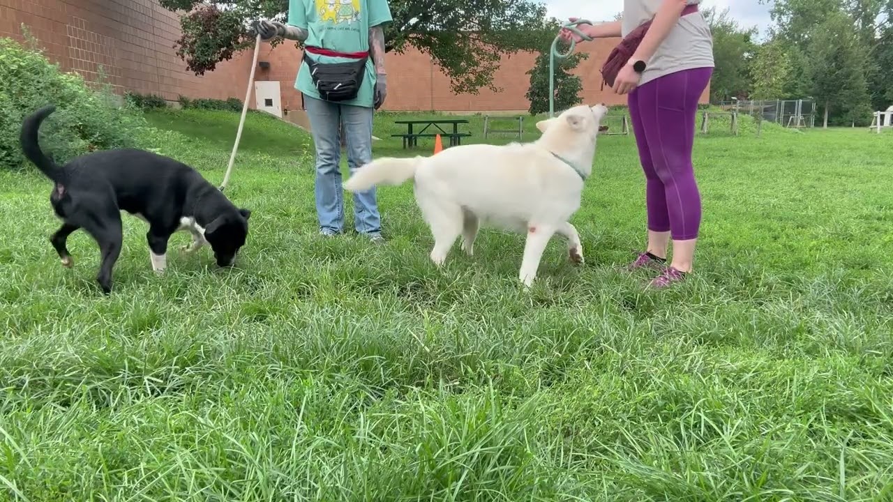 Cold Brew's Leash Test