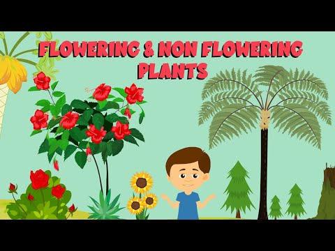 YouTube video about: Which of the following is true concerning flowering plants?