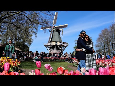 Keukenhof 2024 in full bloom - The amazing garden full of colour on a nice sunny day - 4K