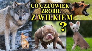 PIES Morderca, Obrońca, Maskotka - Oto Co Człowiek Zrobił z Wilkiem
