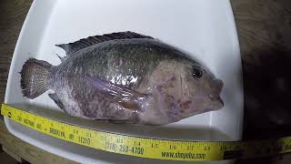 Download Lagu Inedible size IQ aggression not enough; tilapia troubled Thumbnail