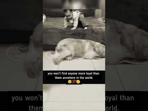 #Dogs#love#loyal#streetdoglover#ytshorts#viral#song#@jaspreet-xs8qz