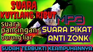 Download lagu MP3 SUARA PIKAT KUTILANG RIBUT mp3 Download lagu MP3 SUARA PIKAT KUTILANG RIBUT mp3