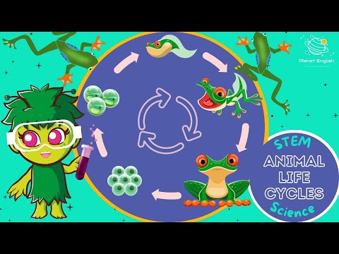 Life Cycles | KS1 Science | STEM and Beyond