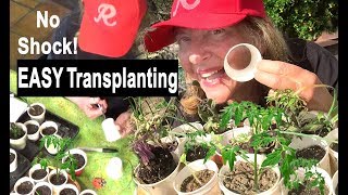 EASY Seed Starting NO Transplanting Seedlings using Paper Cups put right in Garden