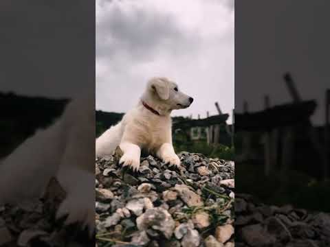 Maremma Abruzzo Sheepdog Welpe kaufen