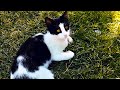 Petting And Playing With Tuxedo Cat In The Park