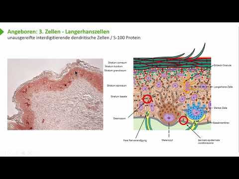 Lympthorgane: Lymphatisches System: Immunsystem mit zellulären und humoralen Komponenten