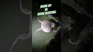 Download lagu SUARA KODOK DI MUSIM HUJAN #kodoksawah #kodok #frog mp3 Download lagu SUARA KODOK DI MUSIM HUJAN #kodoksawah #kodok #frog mp3