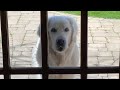 14 Year Old Golden Retriever Brings Surprises To Neighbors Every Day The Dodo