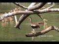 Black-bellied Whistling Duck (Dendrocygna ...