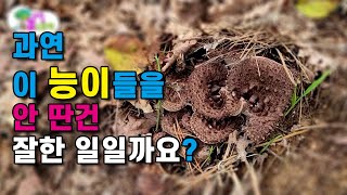 산에 능이를 감춰 놓고 왔어요 선택이 맞을까? 의견주세요