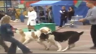 Alabai Dog Attacks another Alabai Dog!!!