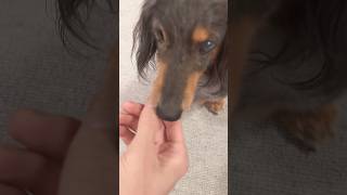 うまいわん🐶　#ミニチュアダックスフンド #癒し