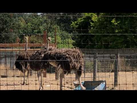 Hugh Ostrich  - Alphabet Learning - O For Ostrich