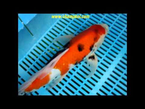 Longfin Showa (12-D-965) - Suda