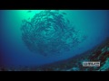 Documentary Nature - Coral Reef Adventure