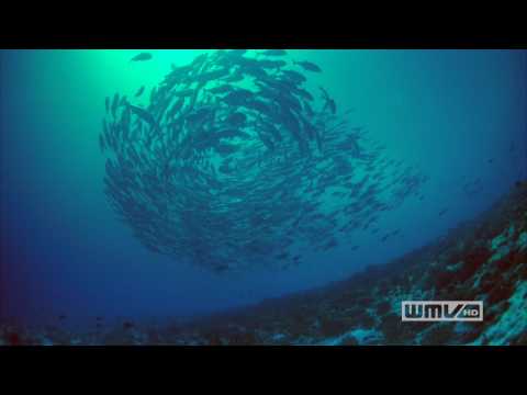 Coral Reef Adventure