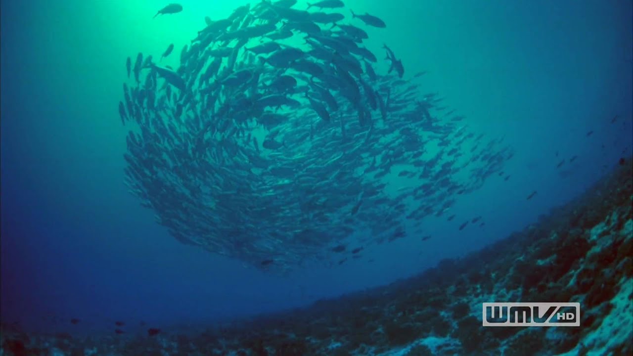 Coral Reef Adventure