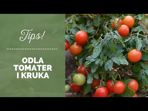 , title : 'Odla tomater i kruka - tips för sådd'