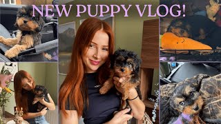 Download lagu WE GOT A PUPPY!!! mp3