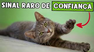 Se o seu gato faz essas 5 coisas, você conquistou a confiança mais profunda dele 🐈