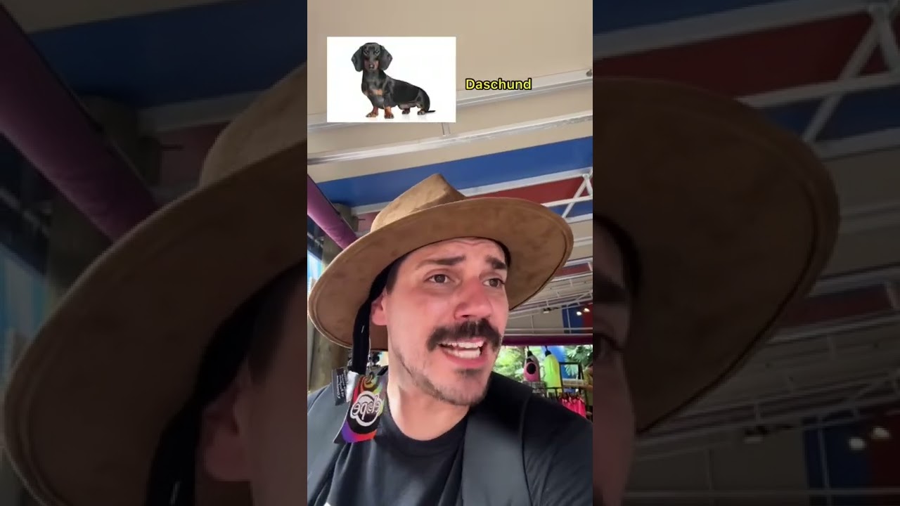 RAÇAS DE CÃES NO PARQUE DE DIVERSÕES