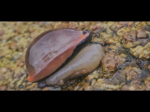 Luria lurida